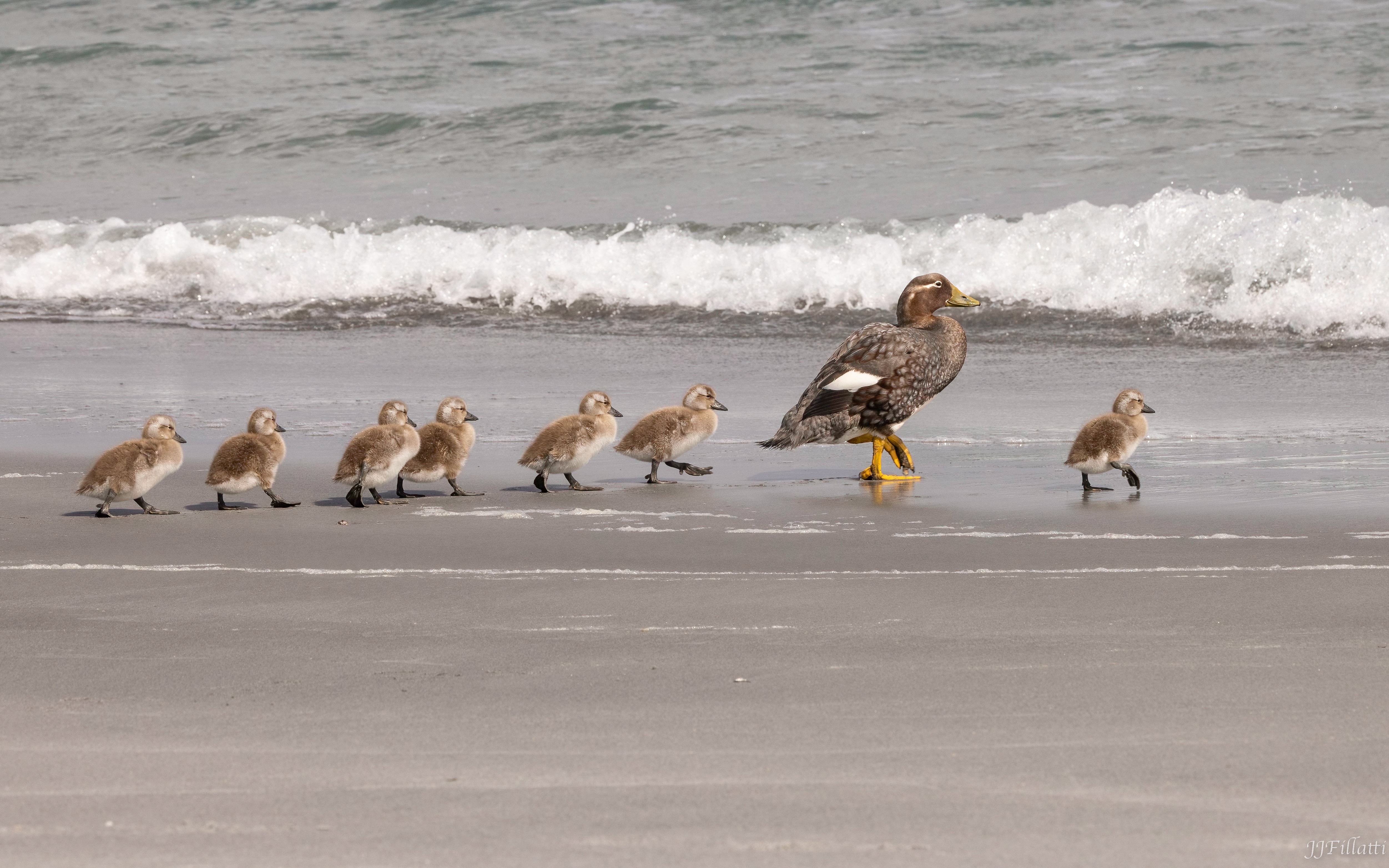 bird of the falklands image 68